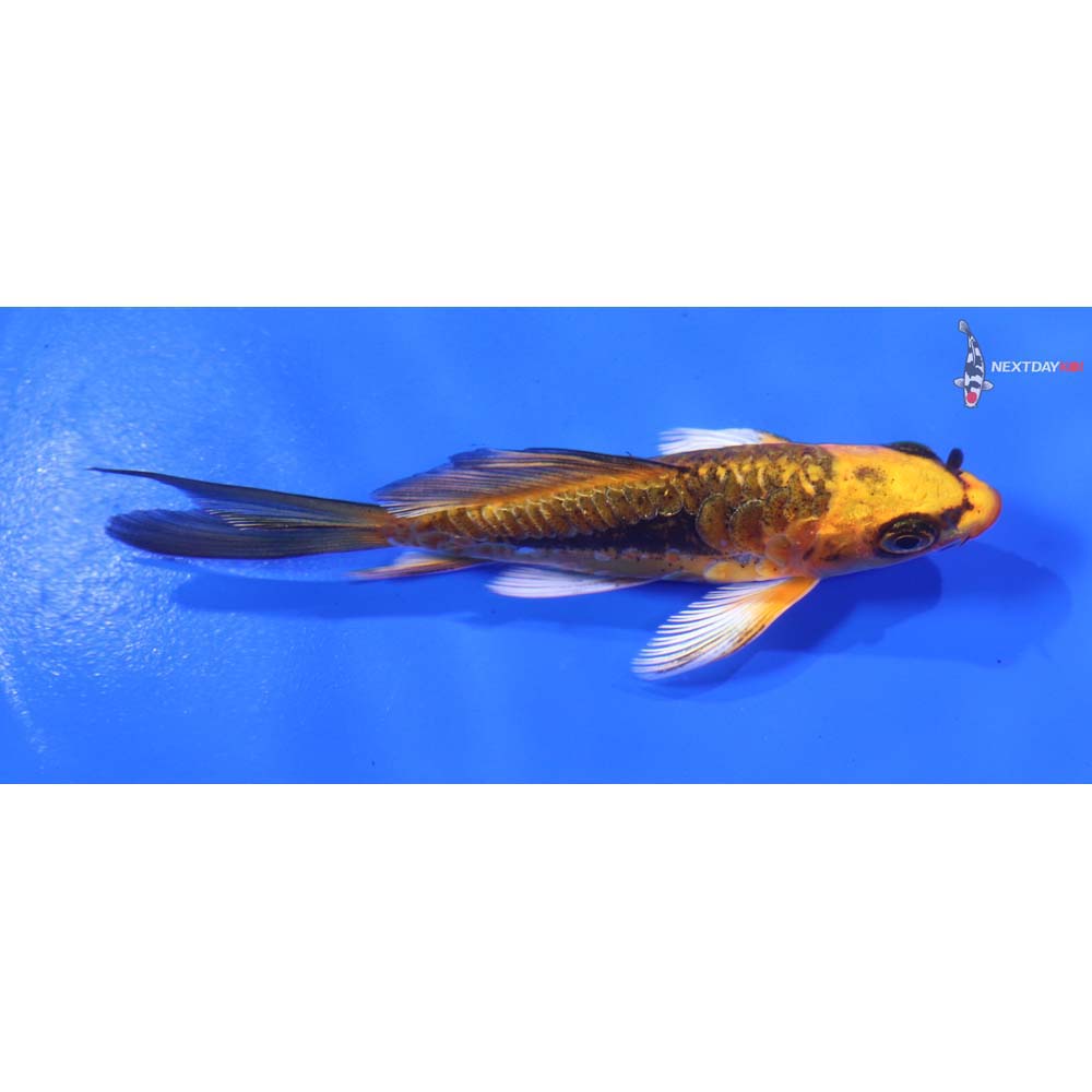 4” Imported Kin Kikokuryu Butterfly Koi