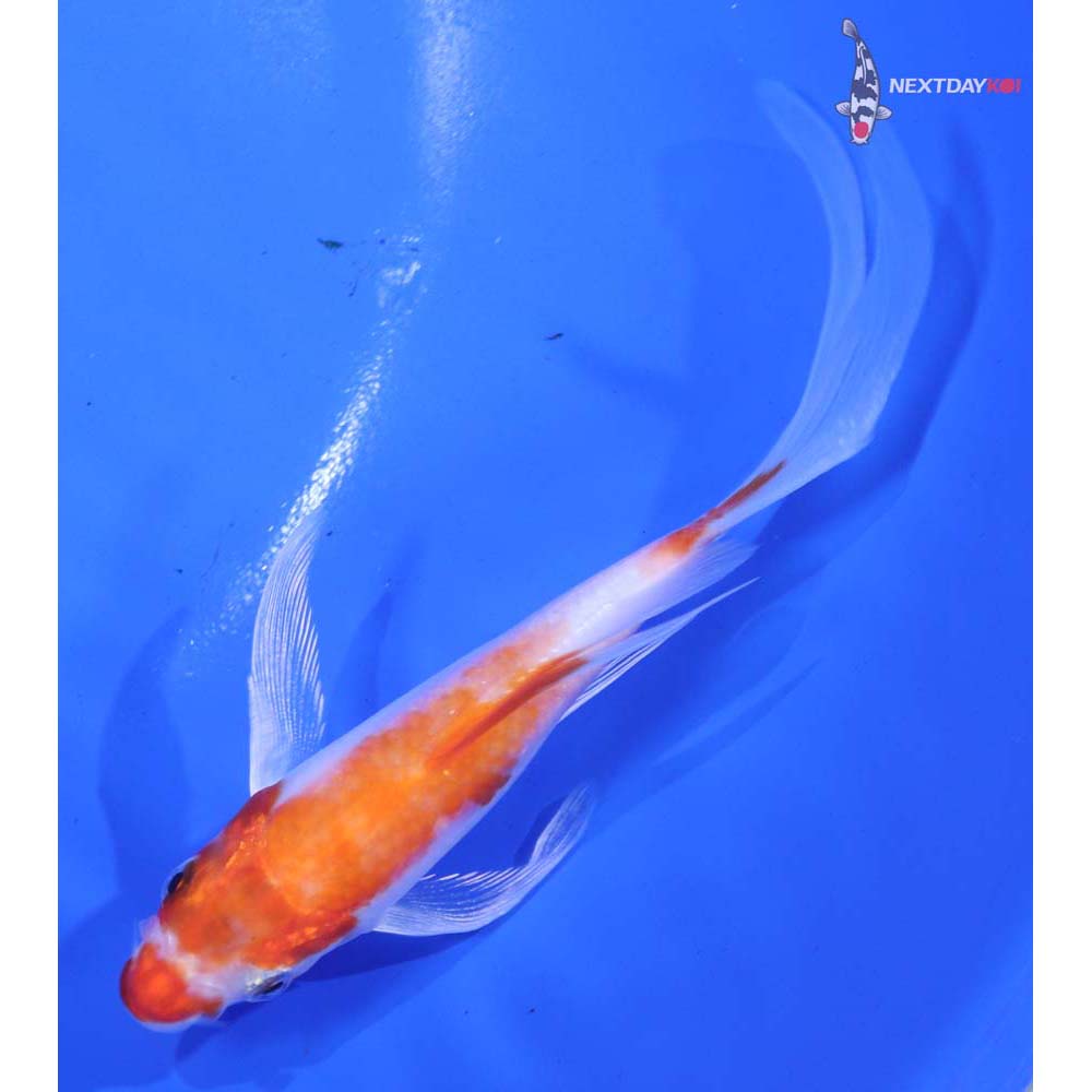 4.5” Imported Hariwake Butterfly Koi
