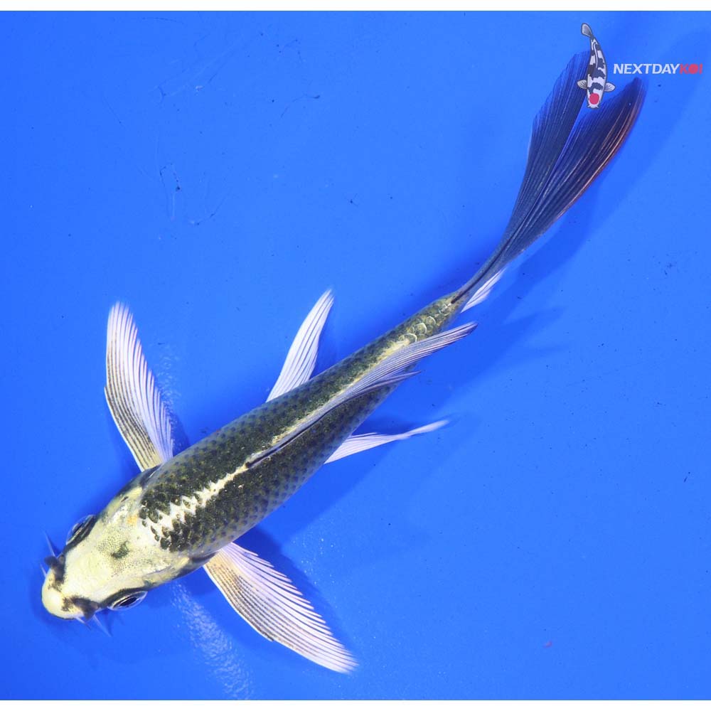 4.5” Imported Ki Matsuba Butterfly Koi