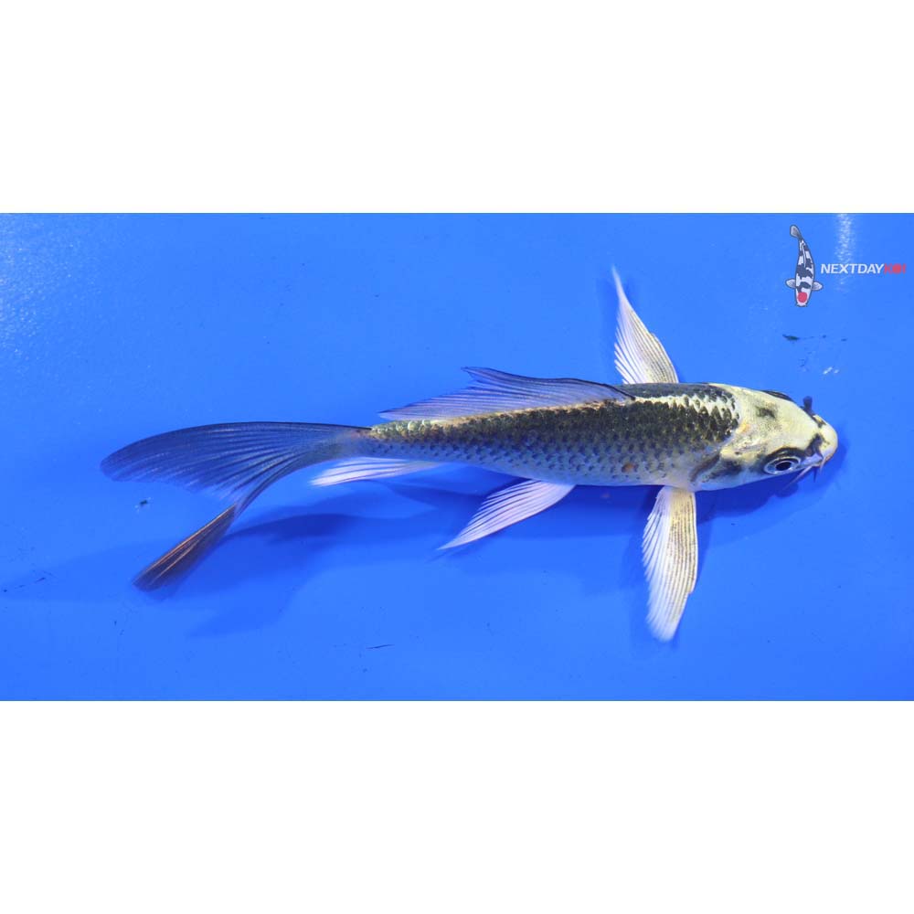 4.5” Imported Ki Matsuba Butterfly Koi
