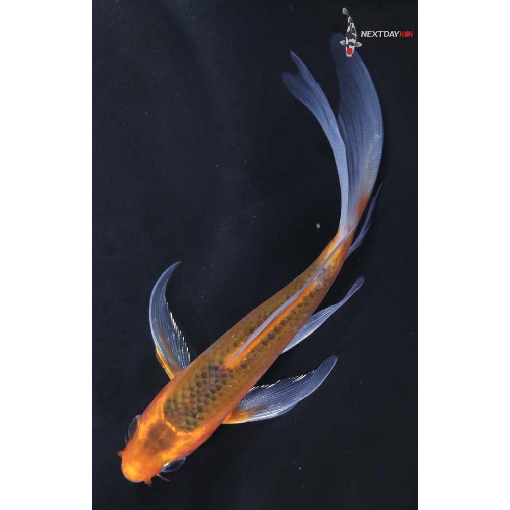 5” Imported Hana Asagi Butterfly Koi