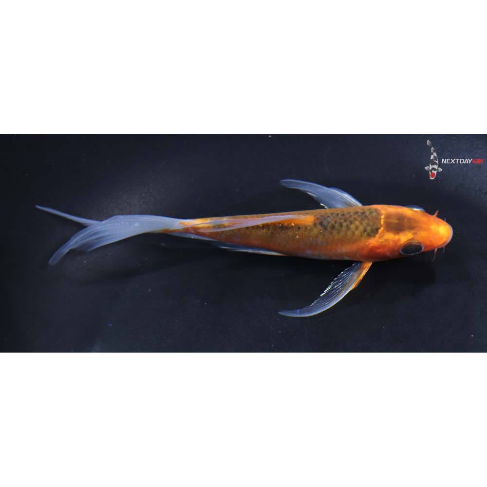5” Imported Hana Asagi Butterfly Koi