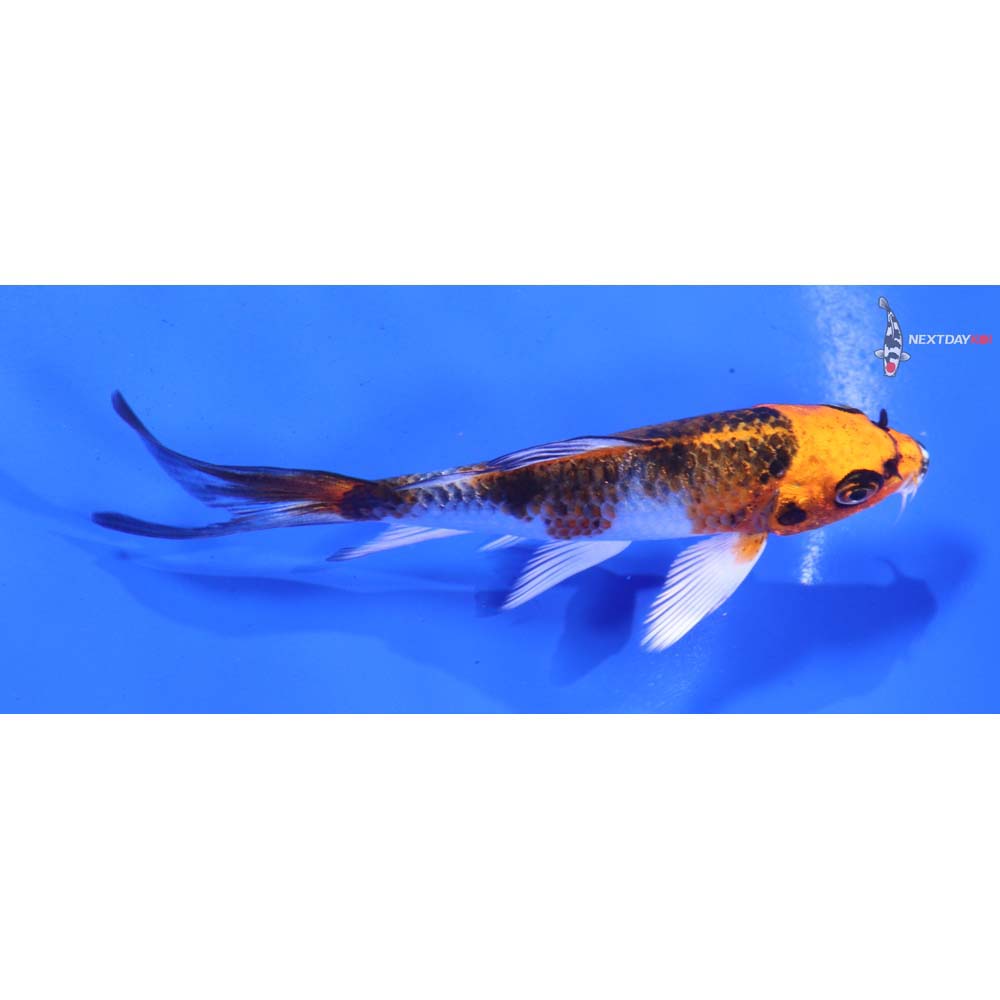 4” Imported Kujaku Butterfly Koi