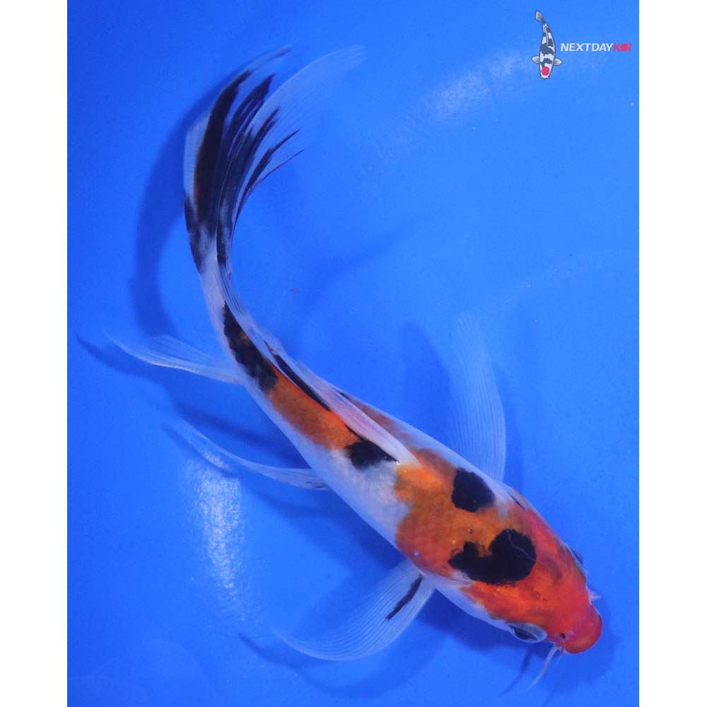 5.5” Imported Sanke Butterfly Koi