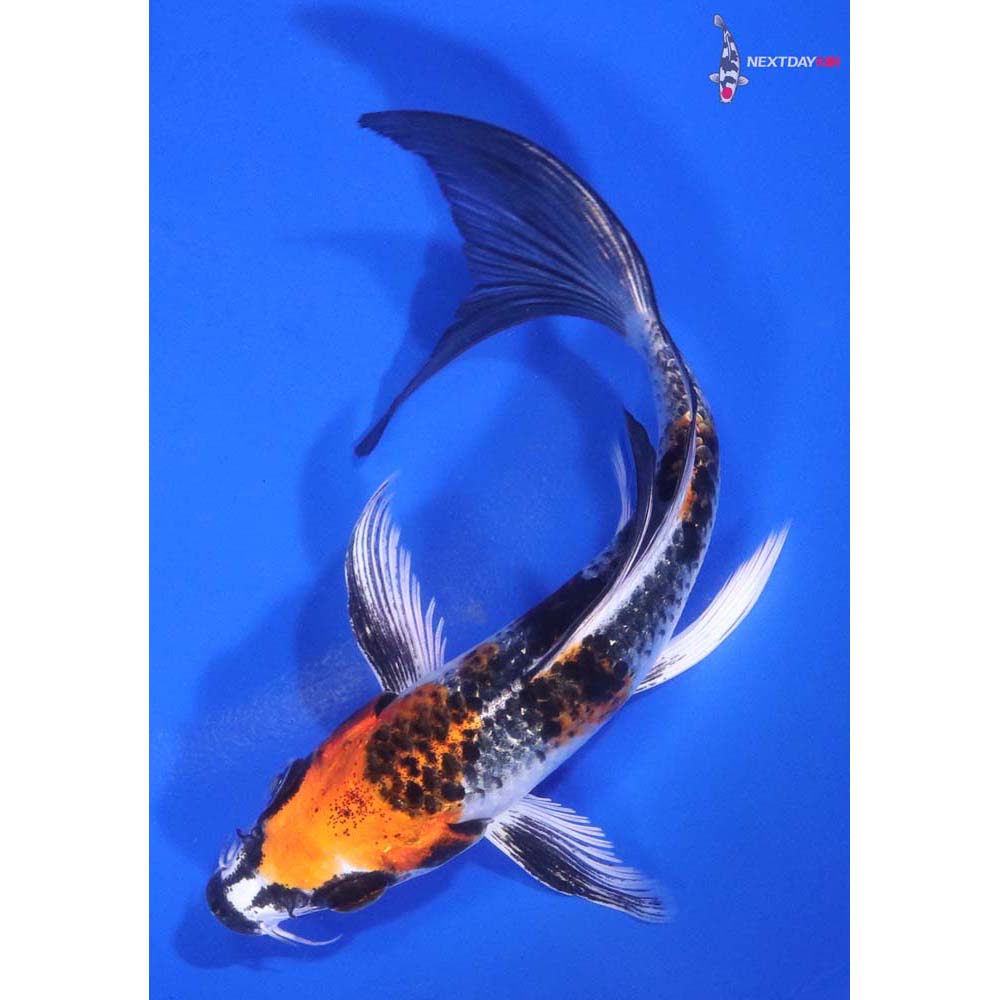 5.5” Imported Kujaku Butterfly Koi