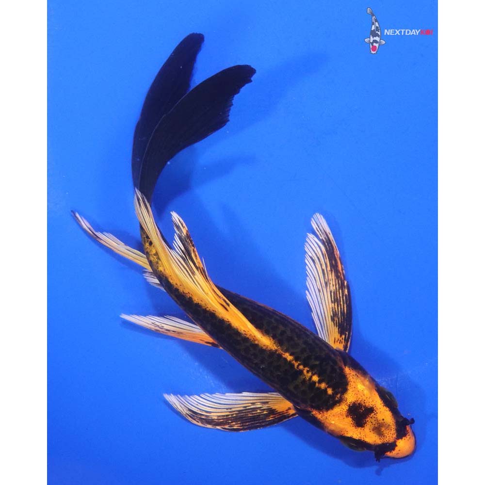 5.5” Imported Orenji Matsuba Butterfly Koi