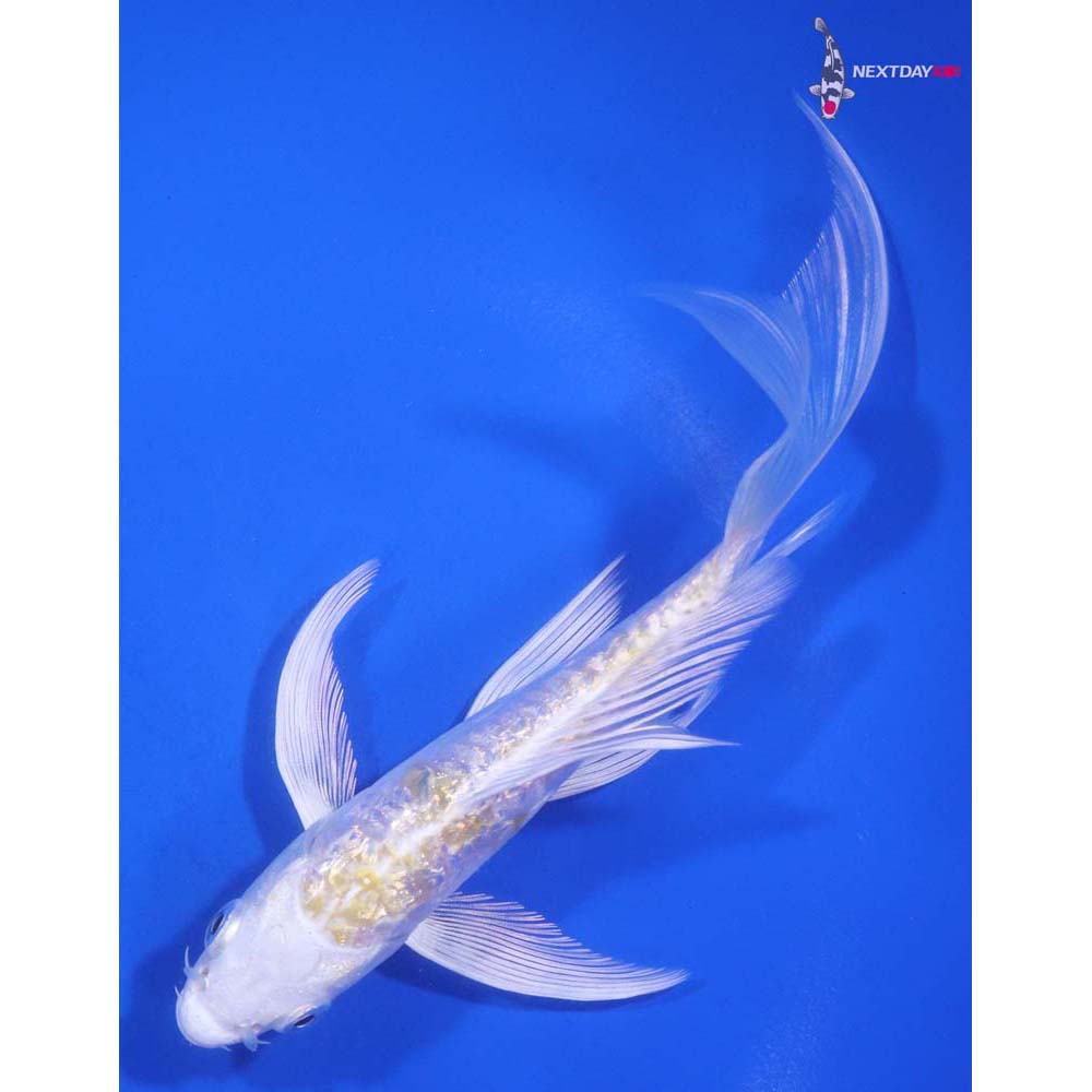 5.5” Imported Doitsu Gin Rin Lemon Hariwake Butterfly Koi