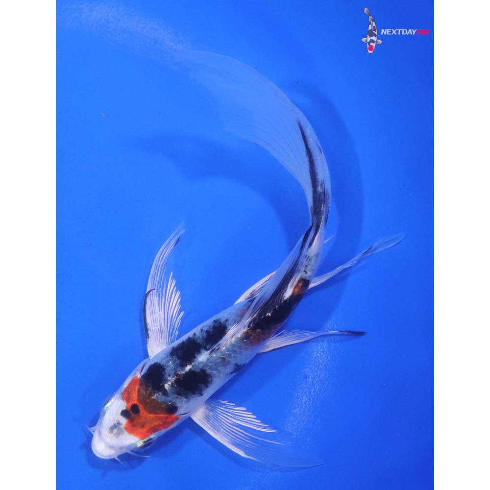 6” Imported Yamato Nishiki Butterfly Koi