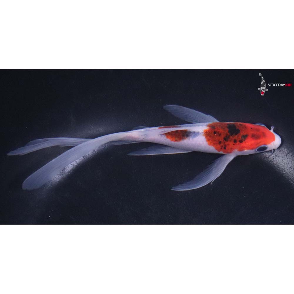 6” Imported Goromo Butterfly Koi