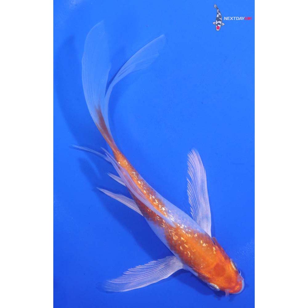 6.5” Imported Gin Rin Hariwake Butterfly Koi