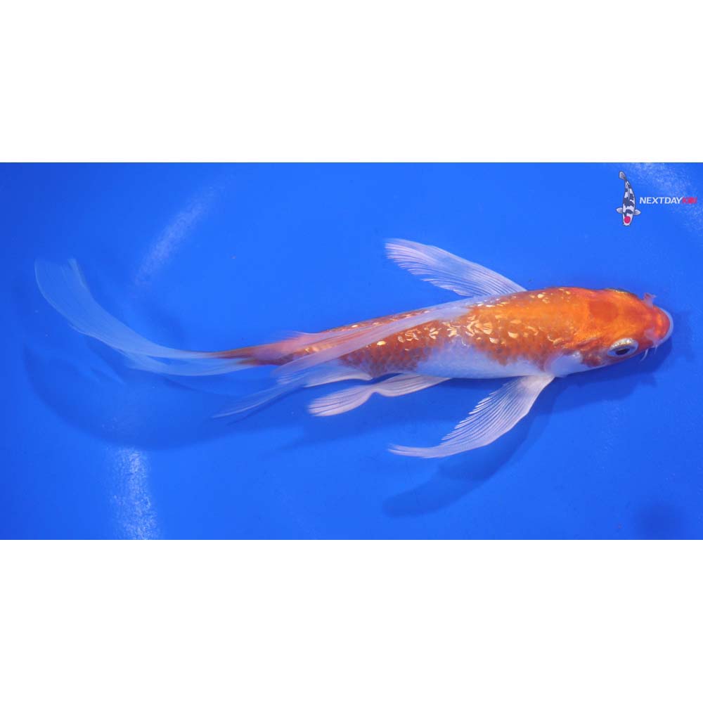 6.5” Imported Gin Rin Hariwake Butterfly Koi