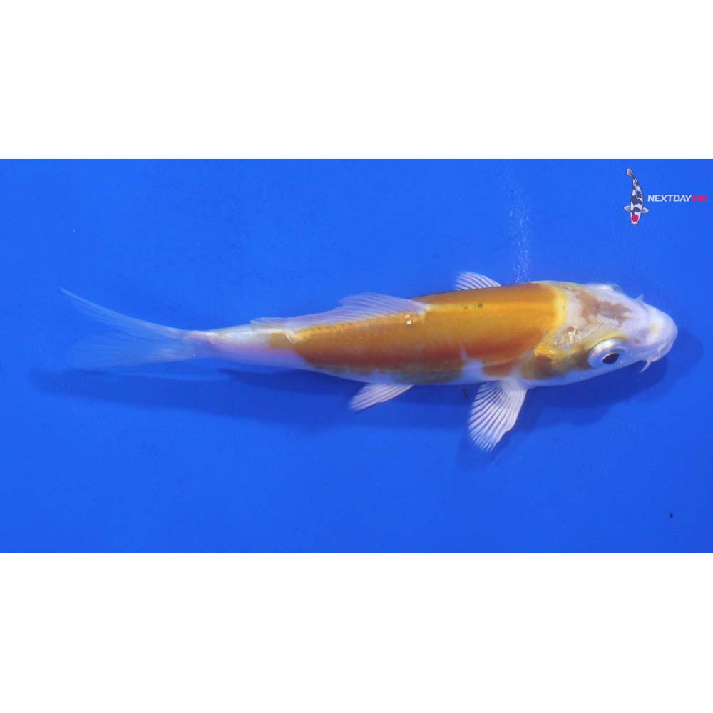 3.5” Imported Doitsu Lemon Hariwake