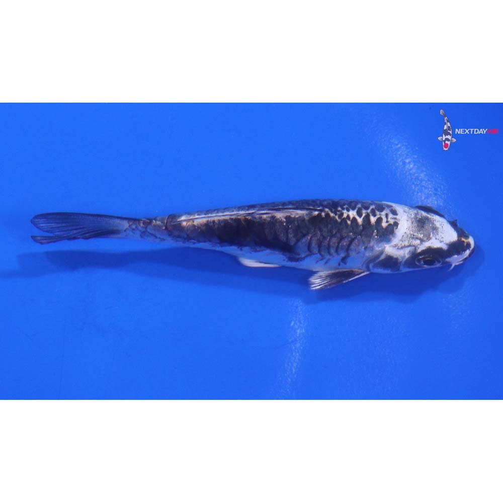 3.5” Imported Armor Scaled Kujaku