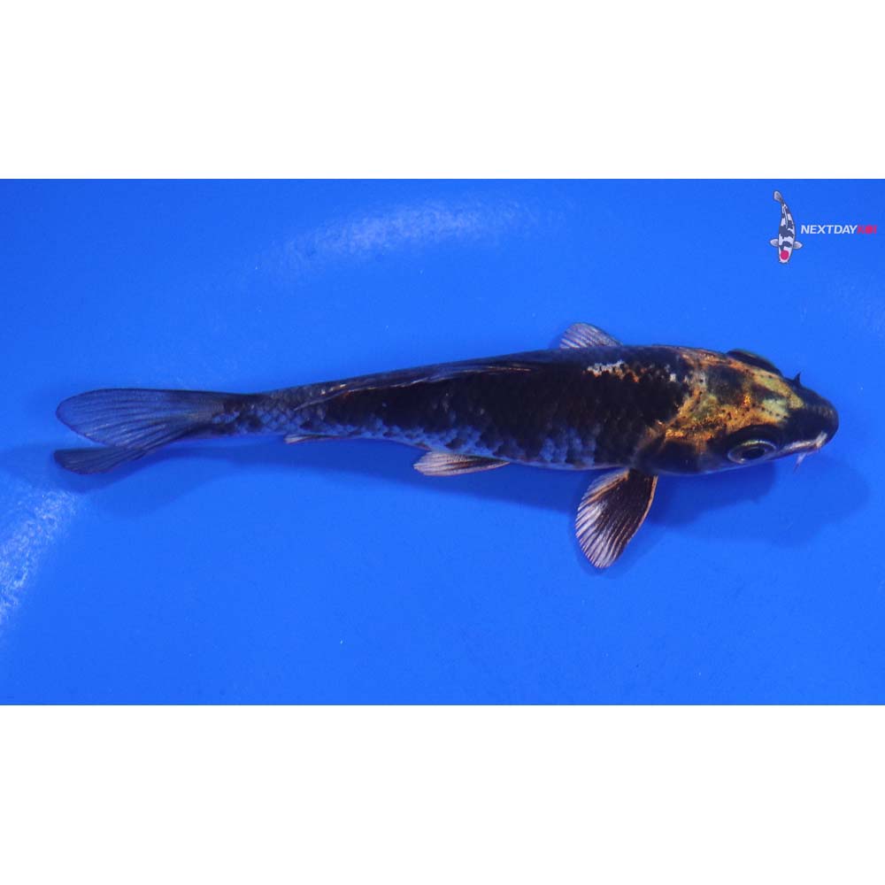 3.5” Imported Kujaku