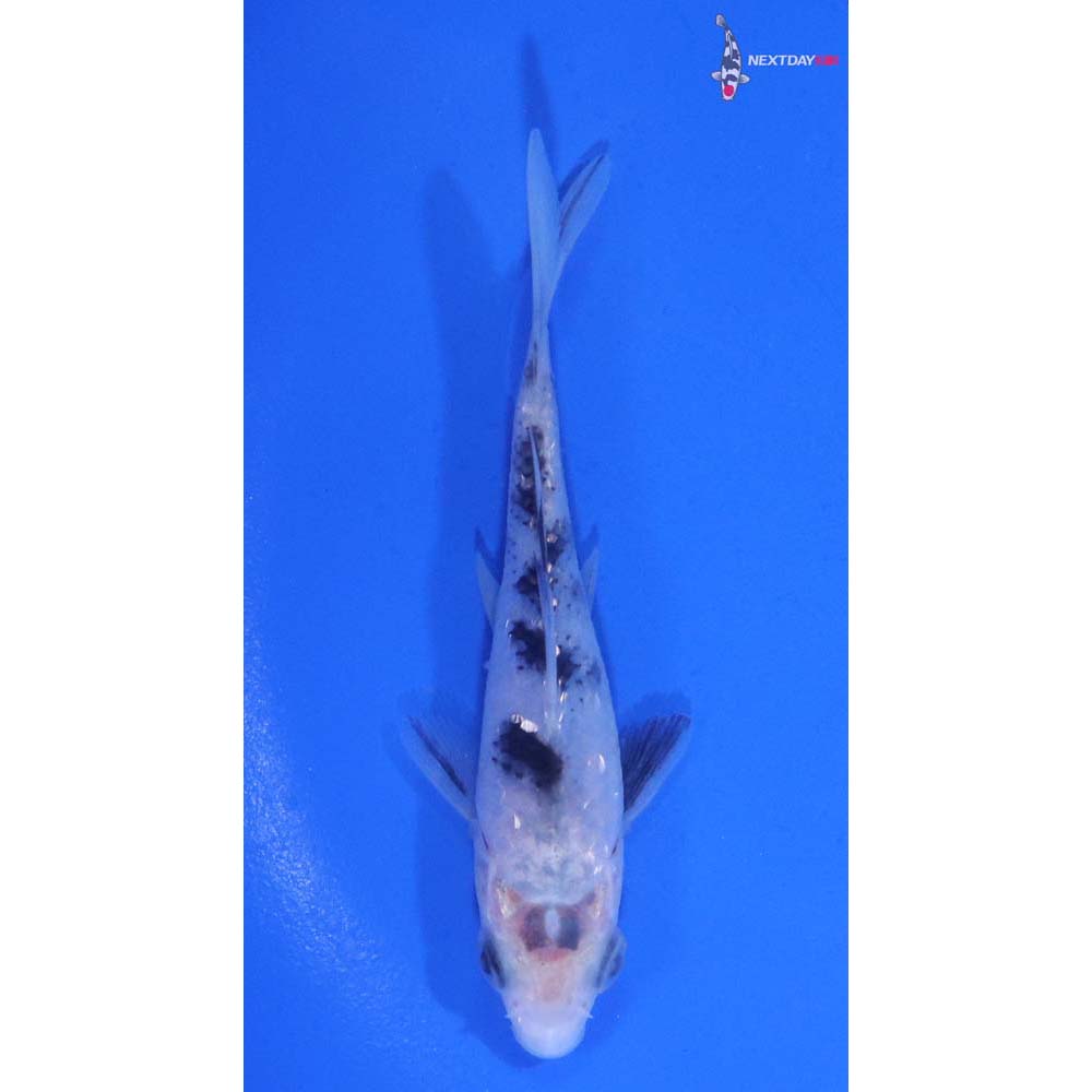 3.5” Imported Gin Rin Shiro Bekko