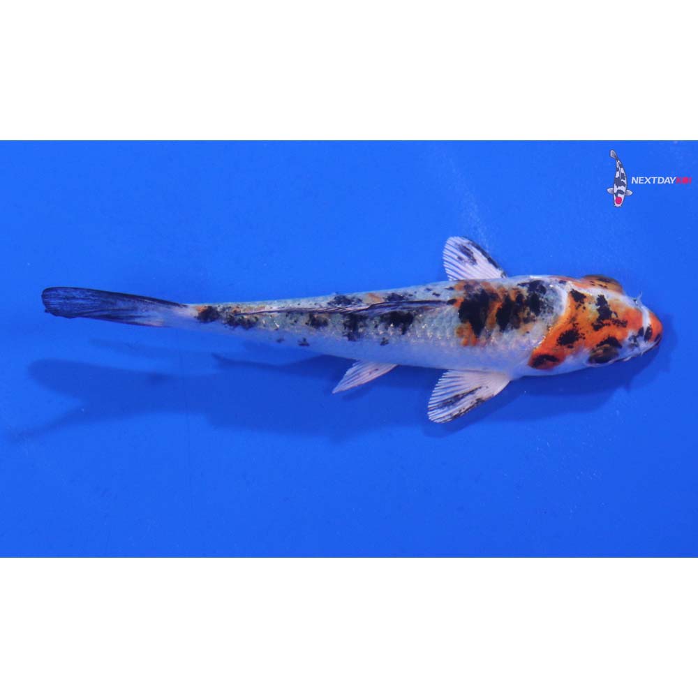 3.5” Imported Yamato Nishiki
