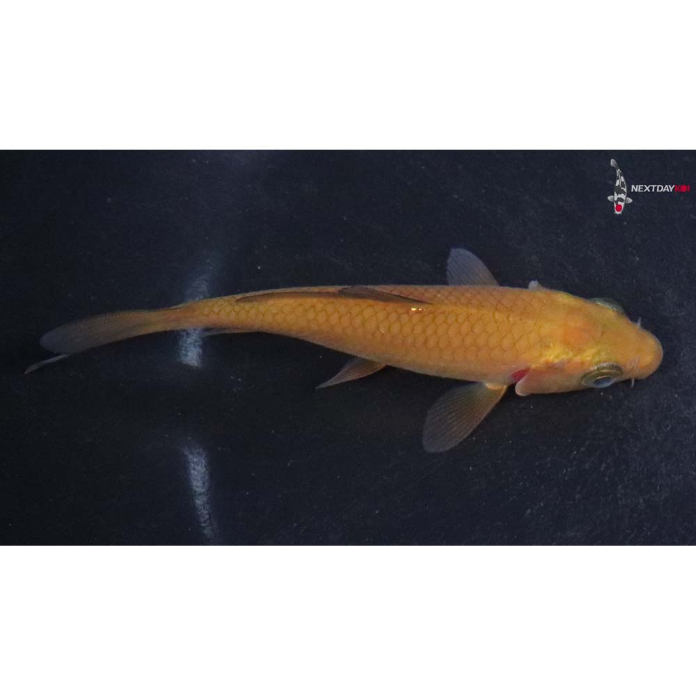 3.5” Imported Chagoi