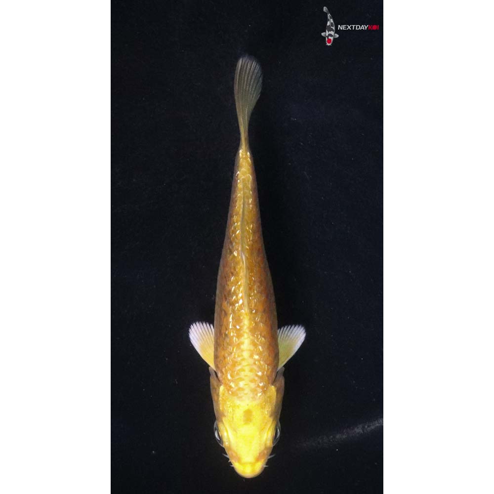 3.5” Imported Gin Rin Yamabuki Ogon