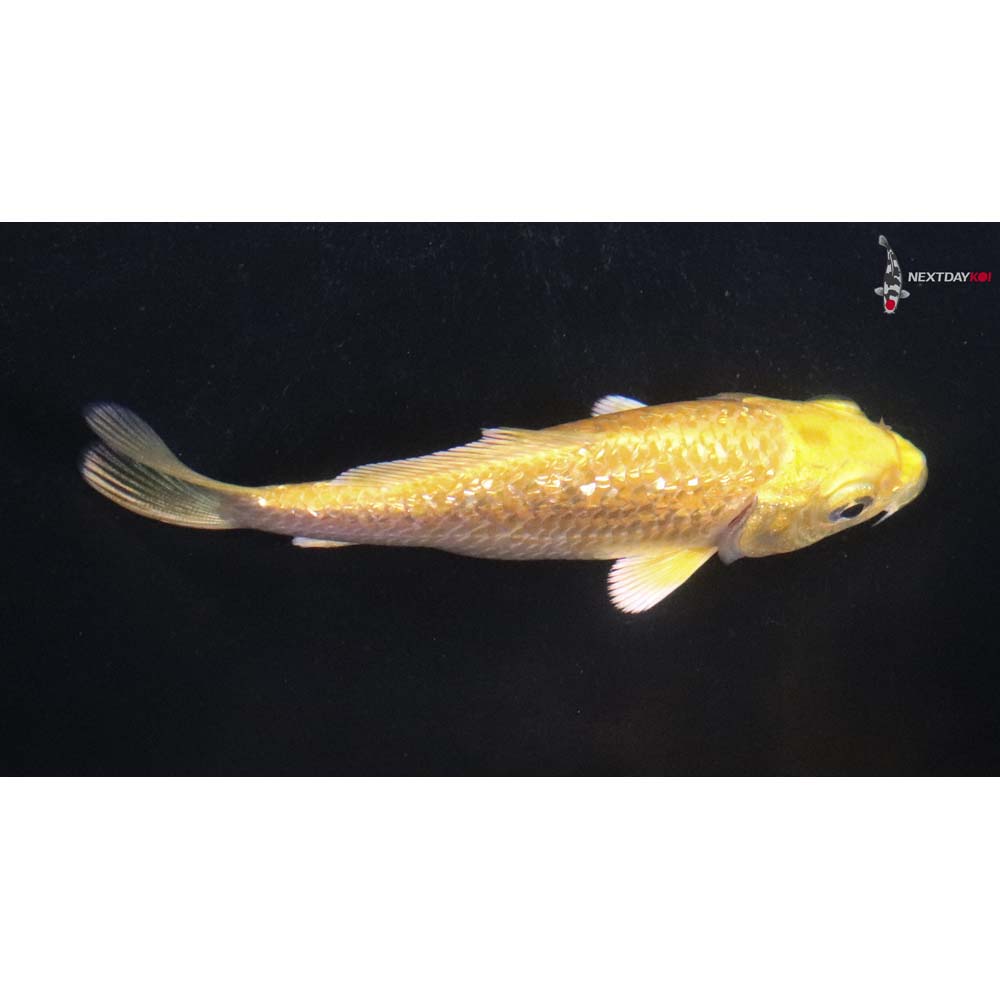 3.5” Imported Gin Rin Yamabuki Ogon