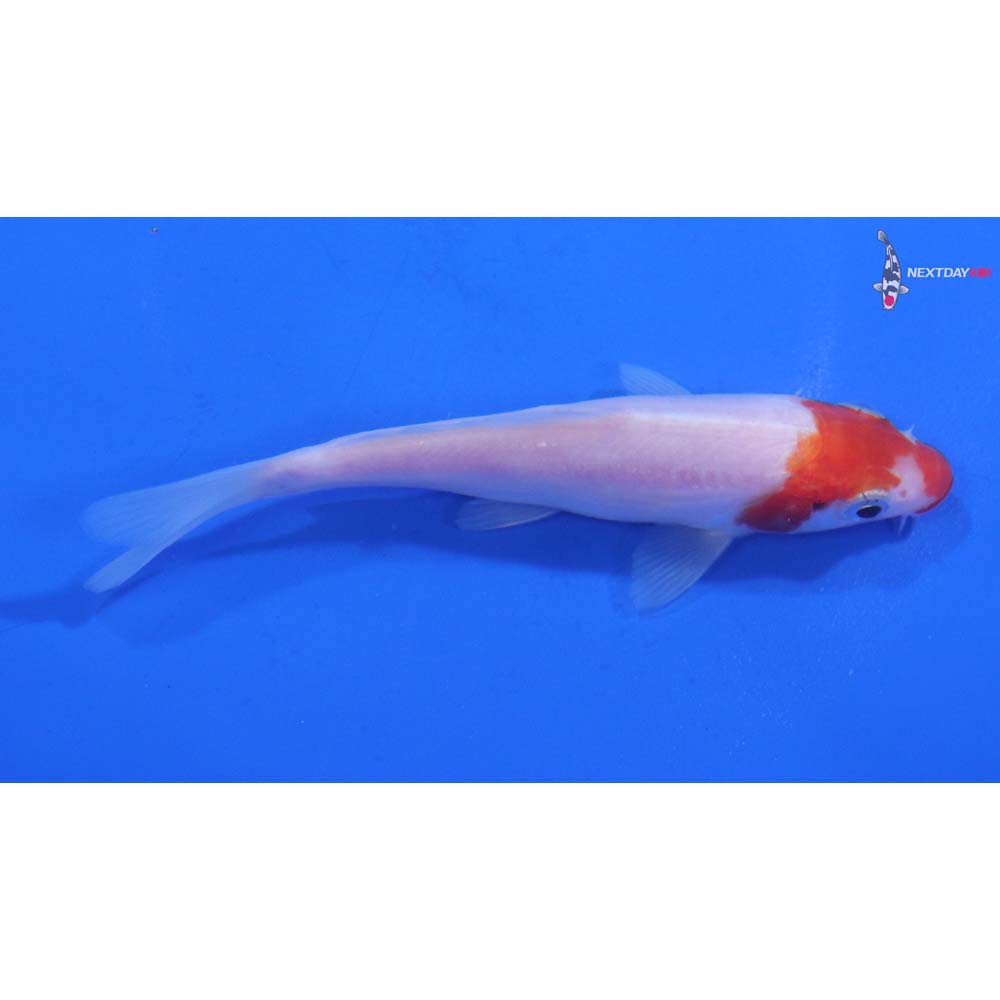 4” Imported Kohaku