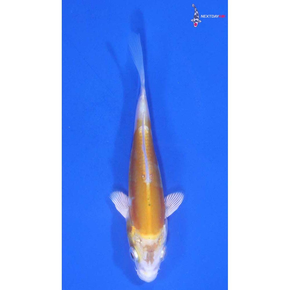 3.5” Imported Doitsu Lemon Hariwake