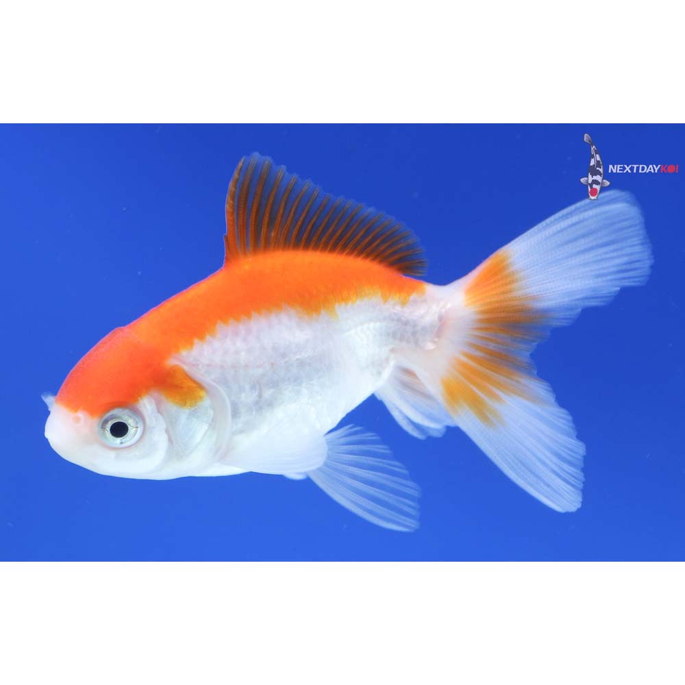 3” Imported Red and White Oranda
