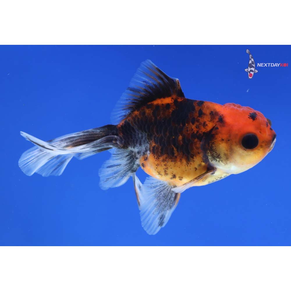 3” Imported Calico Oranda