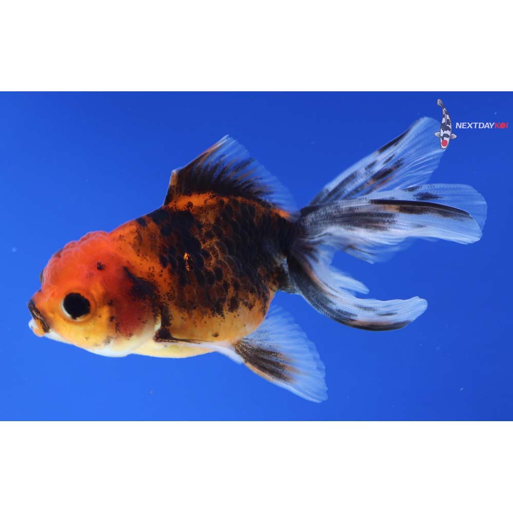 3” Imported Calico Oranda