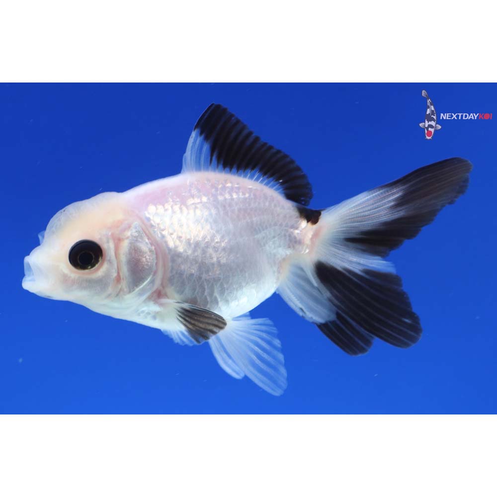 3” Imported Panda Oranda