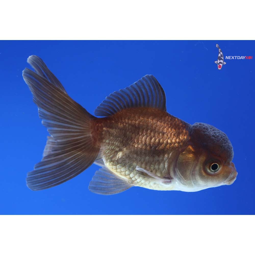3.5” Imported Bronze Oranda