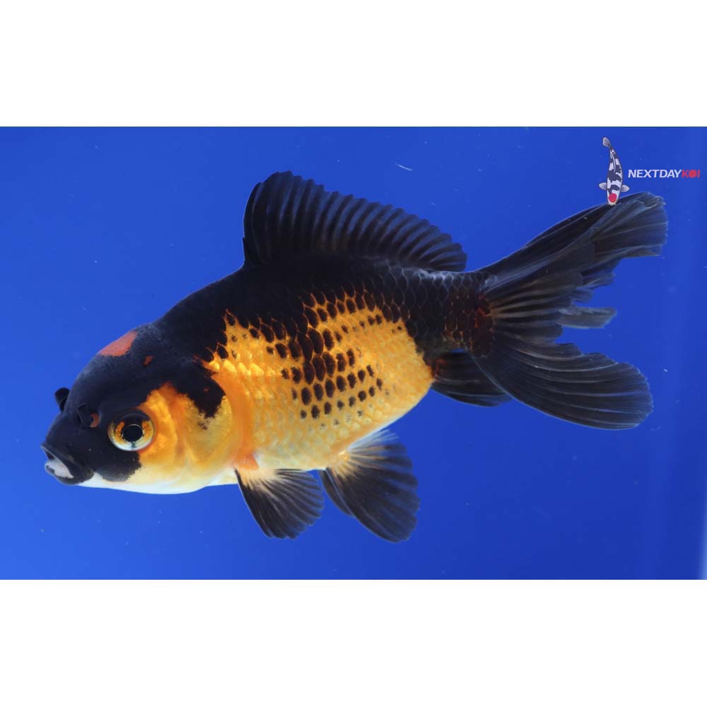 3.5” Imported Red and Black Oranda