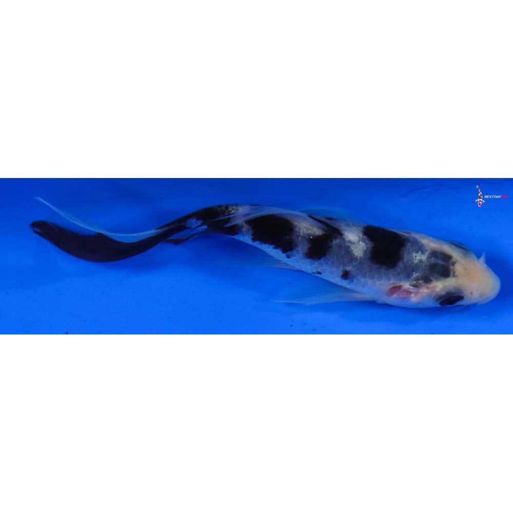 3.5” Imported Shiro Bekko Butterfly Koi