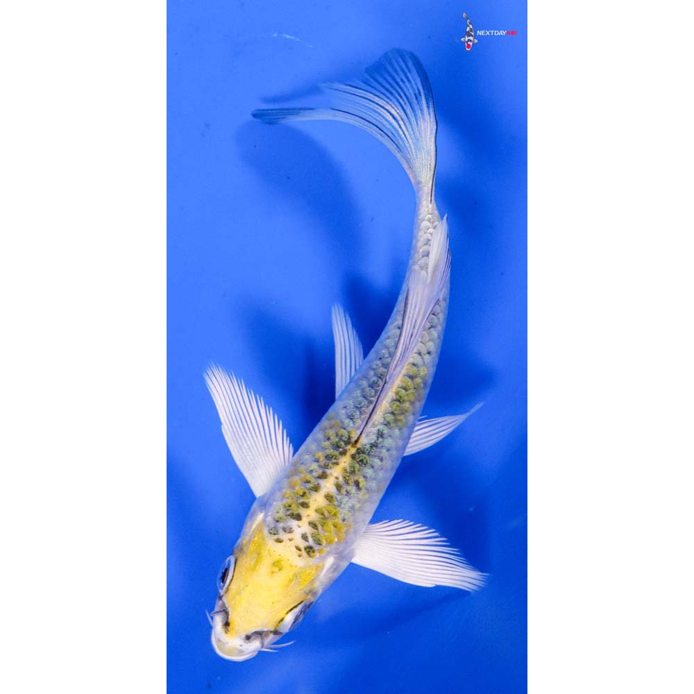3.5” Imported Kujaku Butterfly Koi