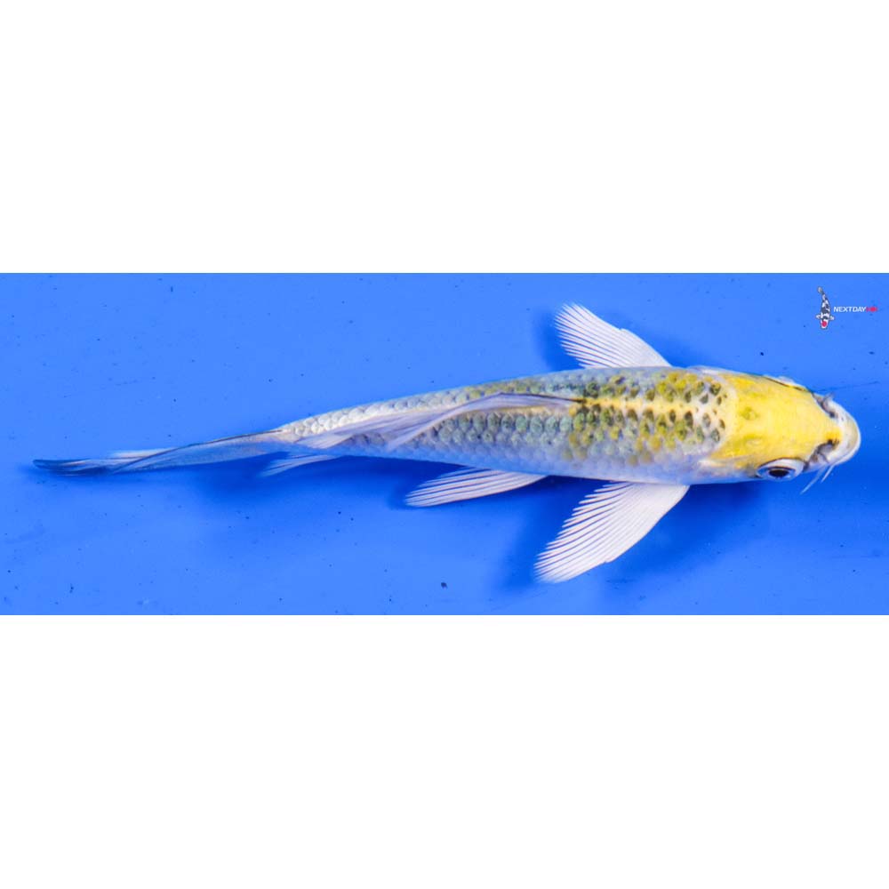 3.5” Imported Kujaku Butterfly Koi