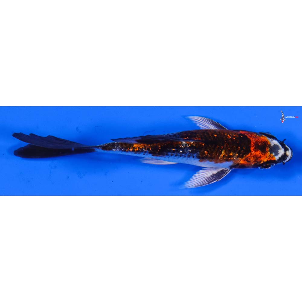 3.5” Imported Gin Rin Kujaku Butterfly Koi