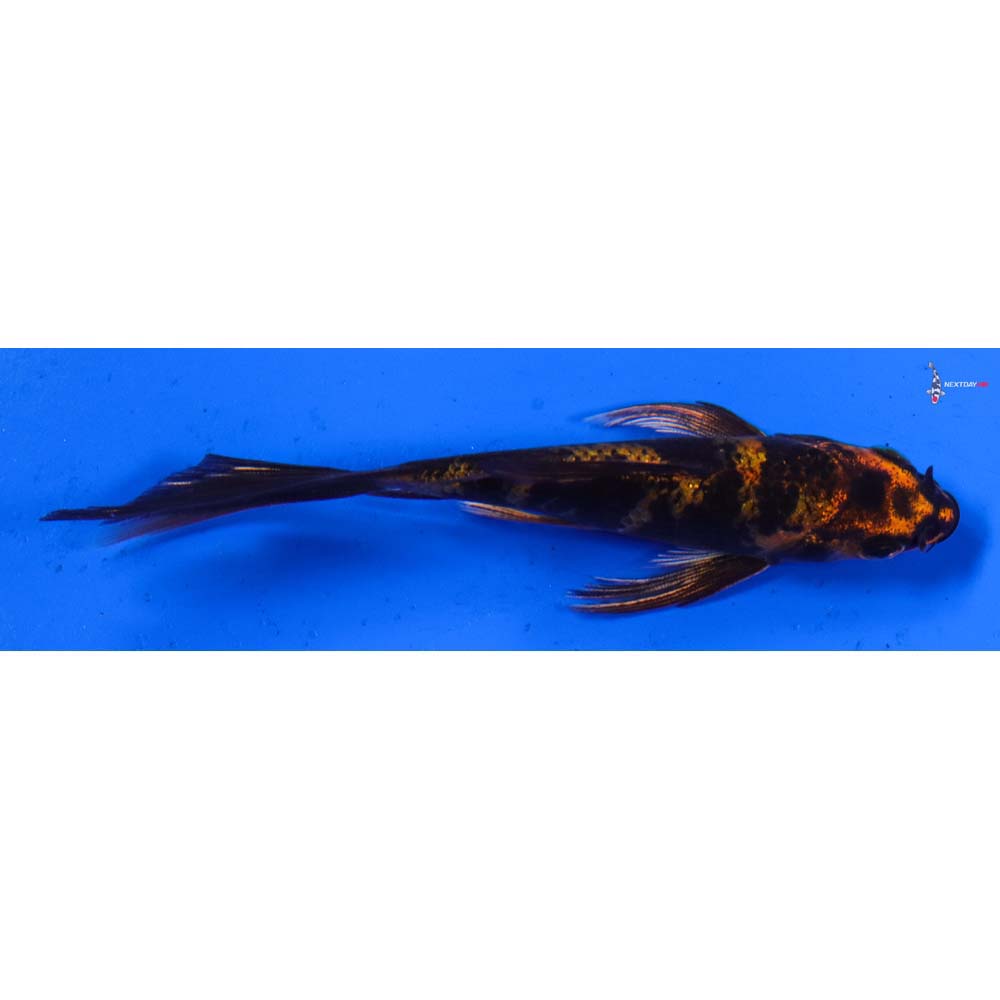 3.5” Imported Kin Hi Utsuri Butterfly Koi