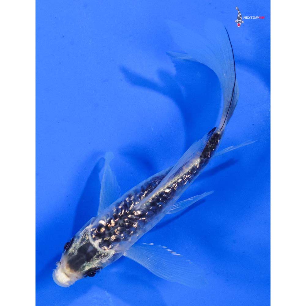 4.5” Imported Gin Rin Gin Matsuba Butterfly Koi