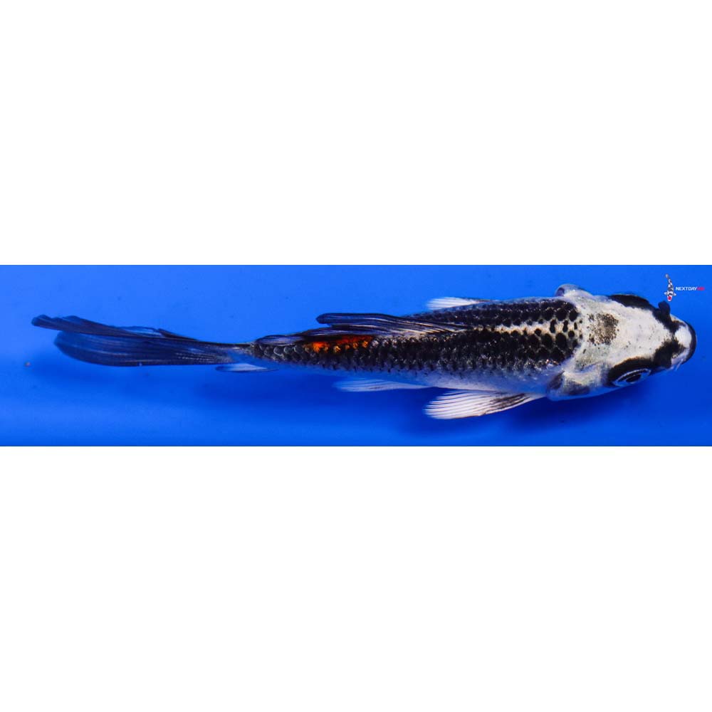 3.5” Imported Kujaku Butterfly Koi