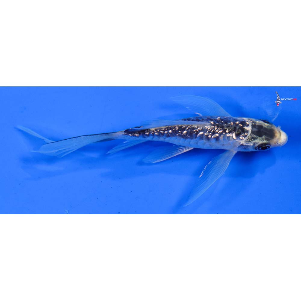 4.5” Imported Gin Rin Gin Matsuba Butterfly Koi