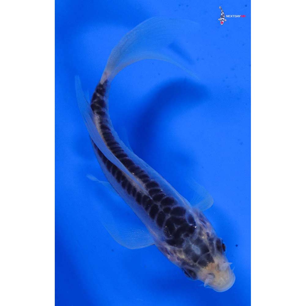 4” Imported Shusui Butterfly Koi