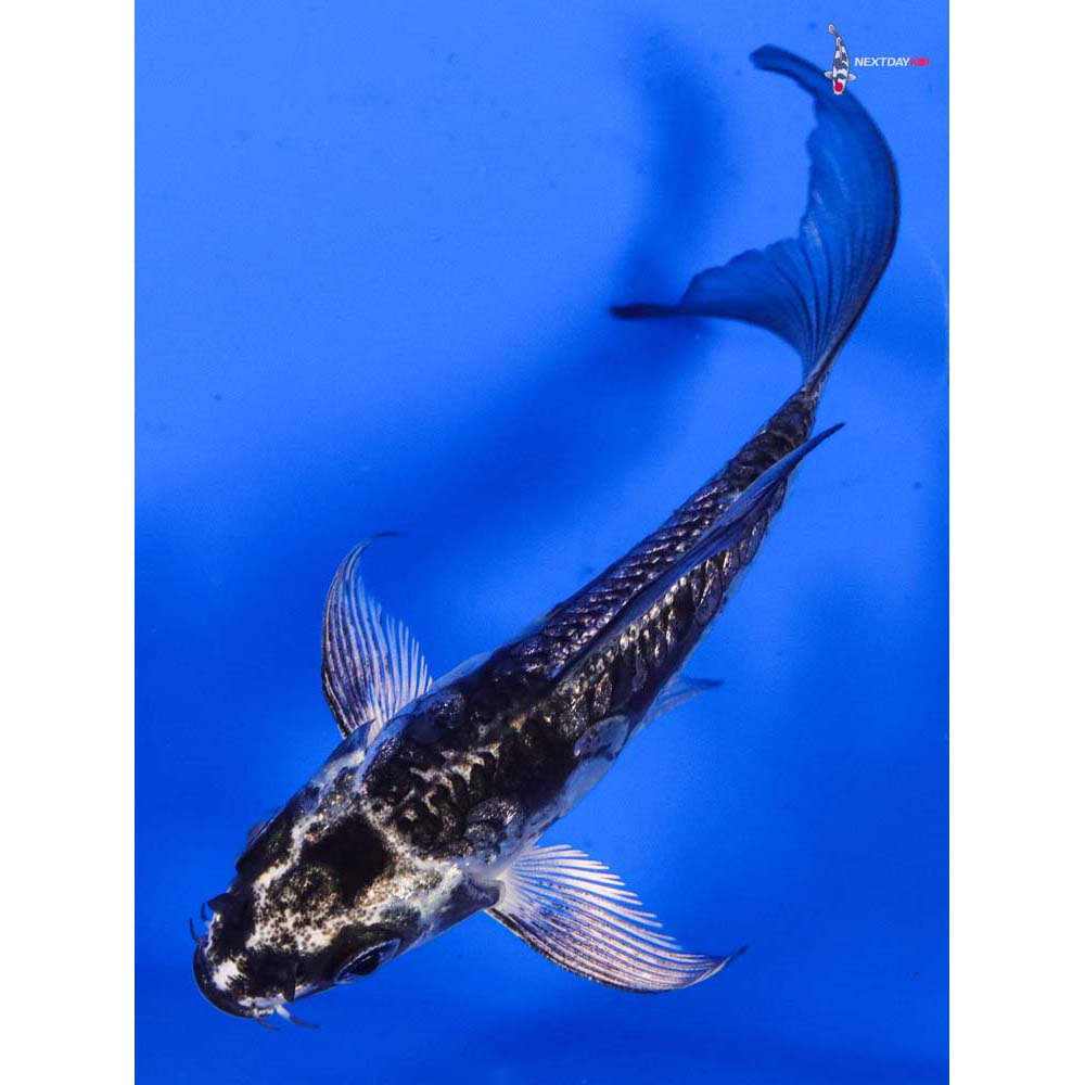4” Imported Gin Rin Kikokuryu Butterfly Koi
