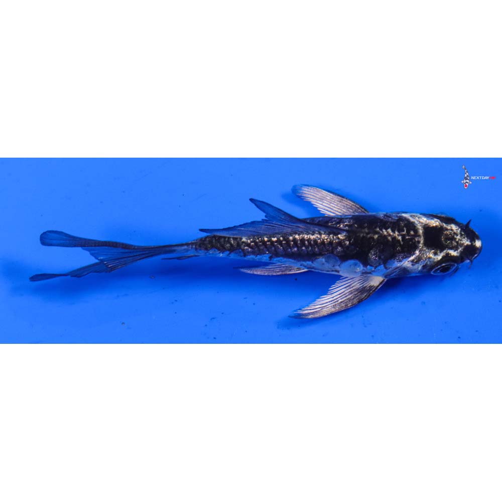 4” Imported Gin Rin Kikokuryu Butterfly Koi