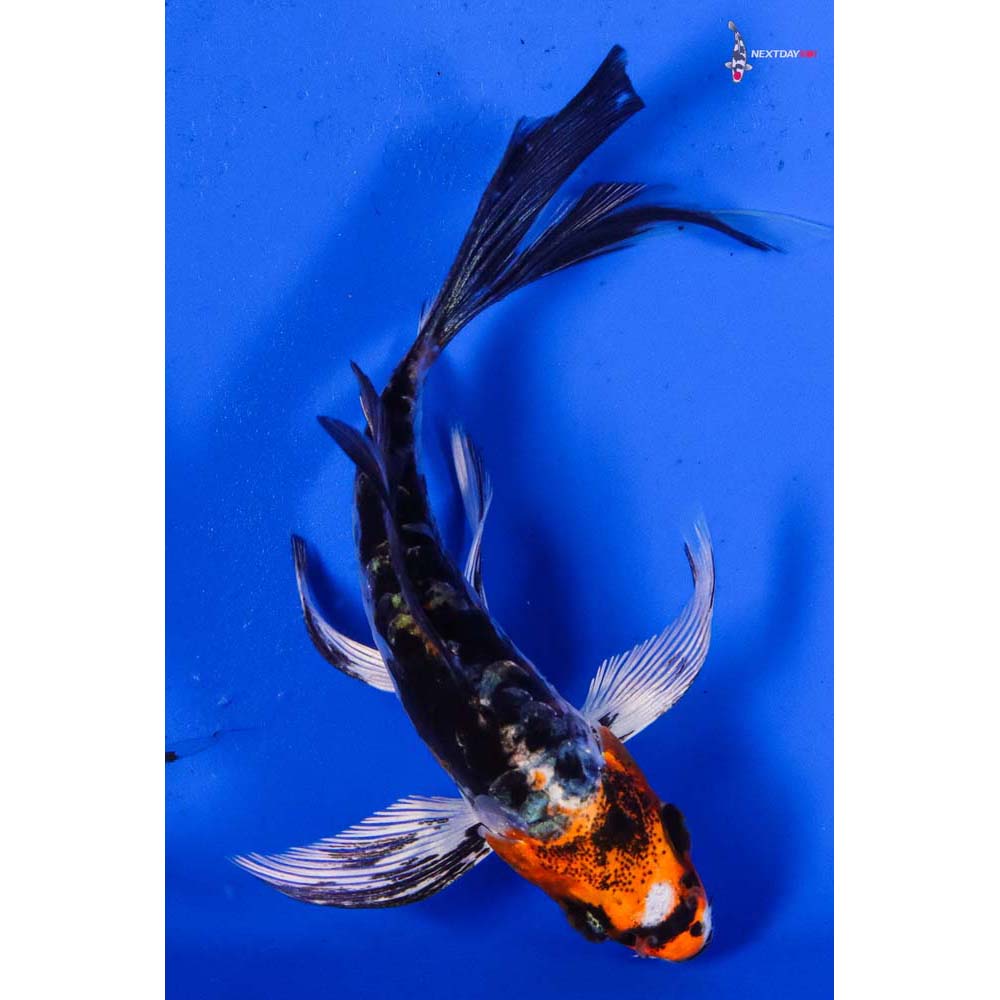 4” Imported Heisei Nishiki Butterfly Koi