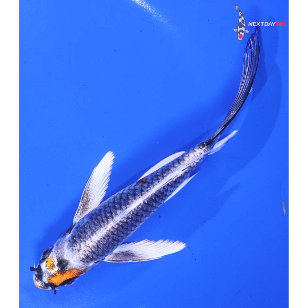 6” Imported Kujaku Butterfly Koi