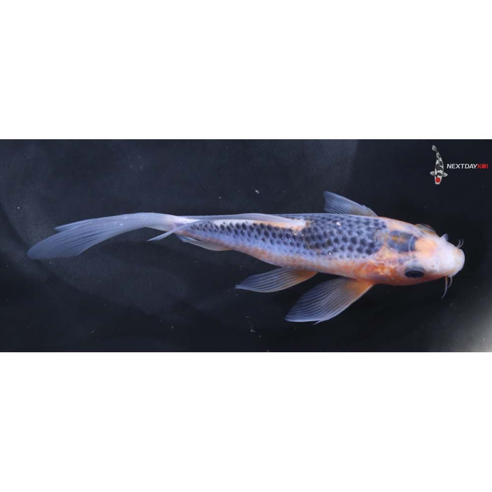 6” Imported Asagi Butterfly Koi