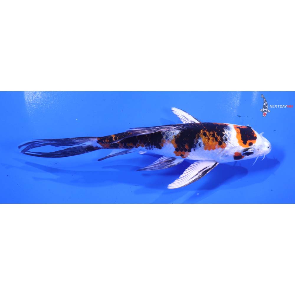 6” Imported Yamato Nishiki Butterfly Koi