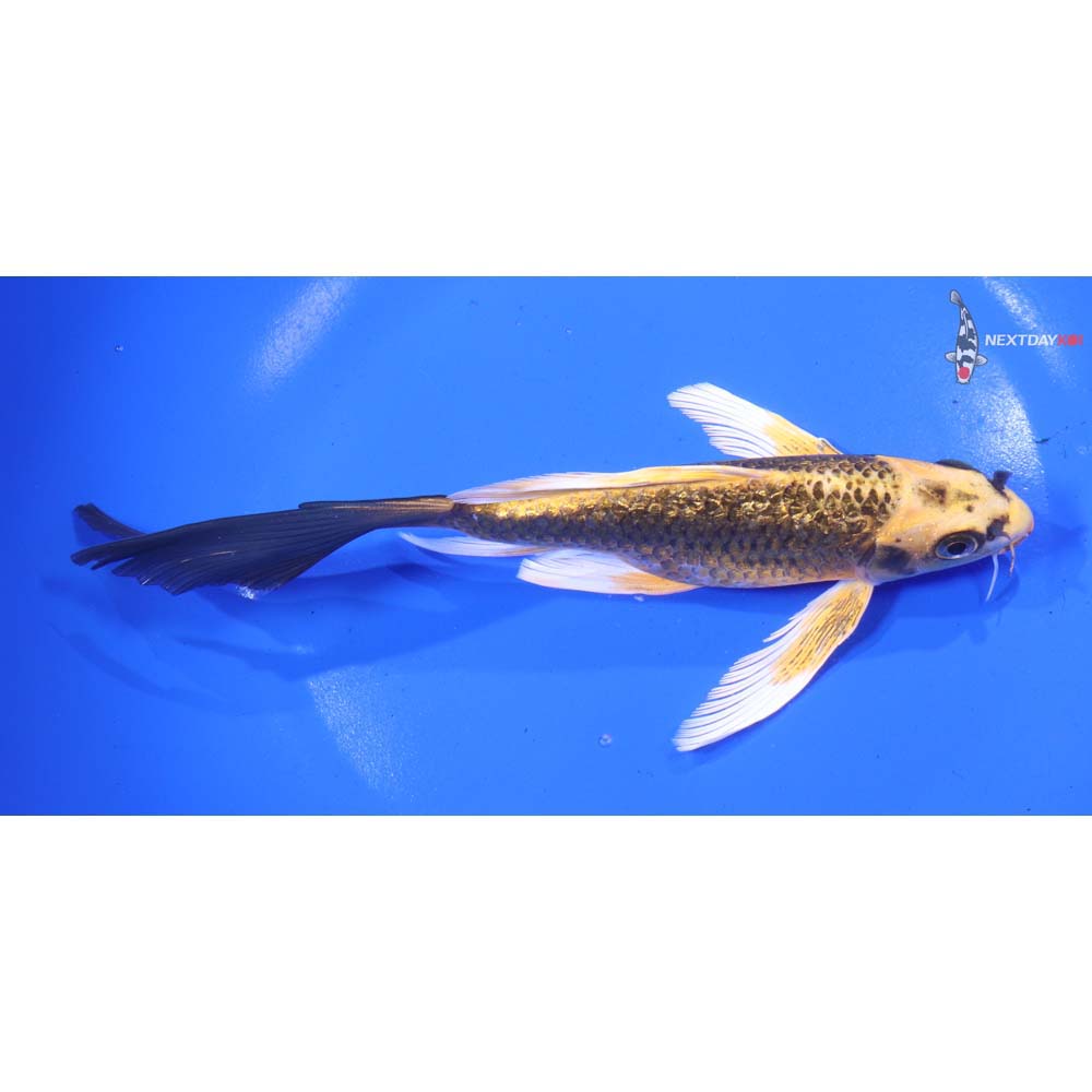 7” Imported Gin Rin Ki Matsuba Butterfly Koi