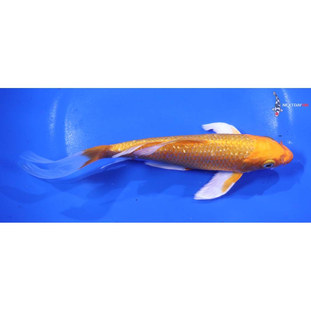 7” Imported Orenji Ogon Butterfly Koi
