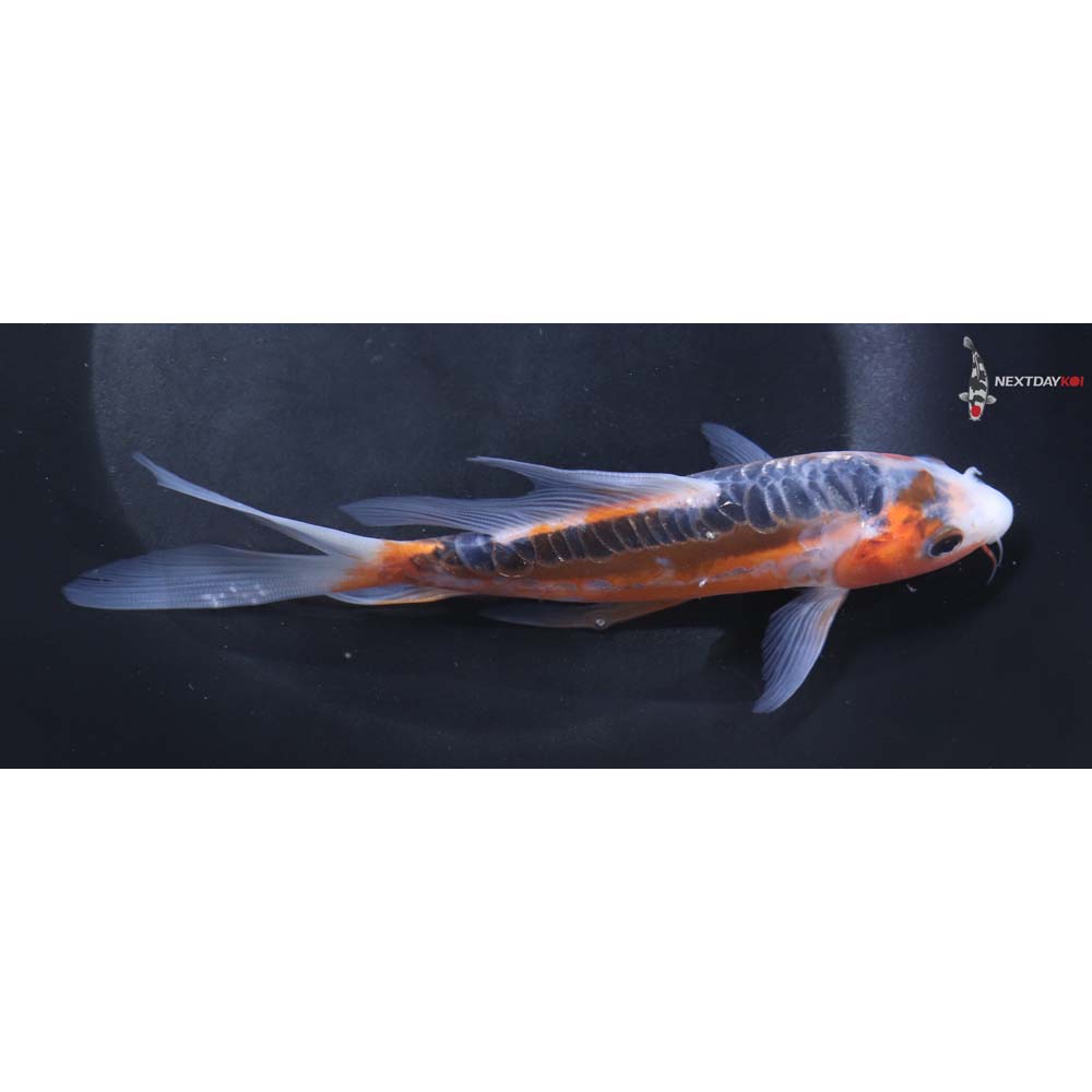 7” Imported Shusui Butterfly Koi