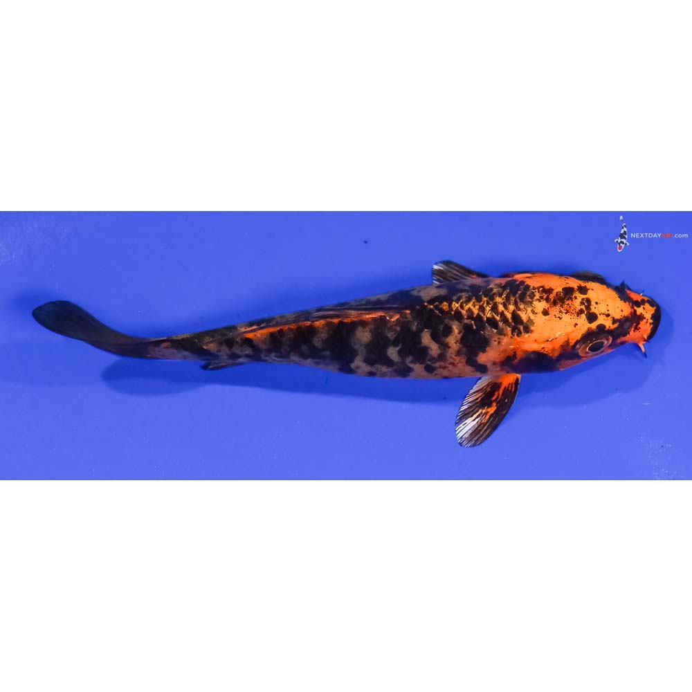 4.5” Imported Kin Aka Bekko